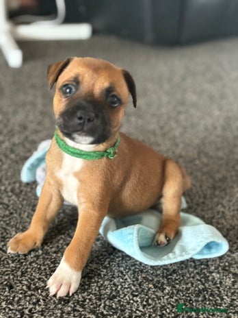 Staffordshire Bull Terrier dogs - Advert 4