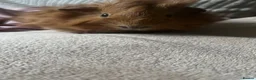 Guinea Pig rodents for sale: Female & Male Guinea Pig - Advert 4