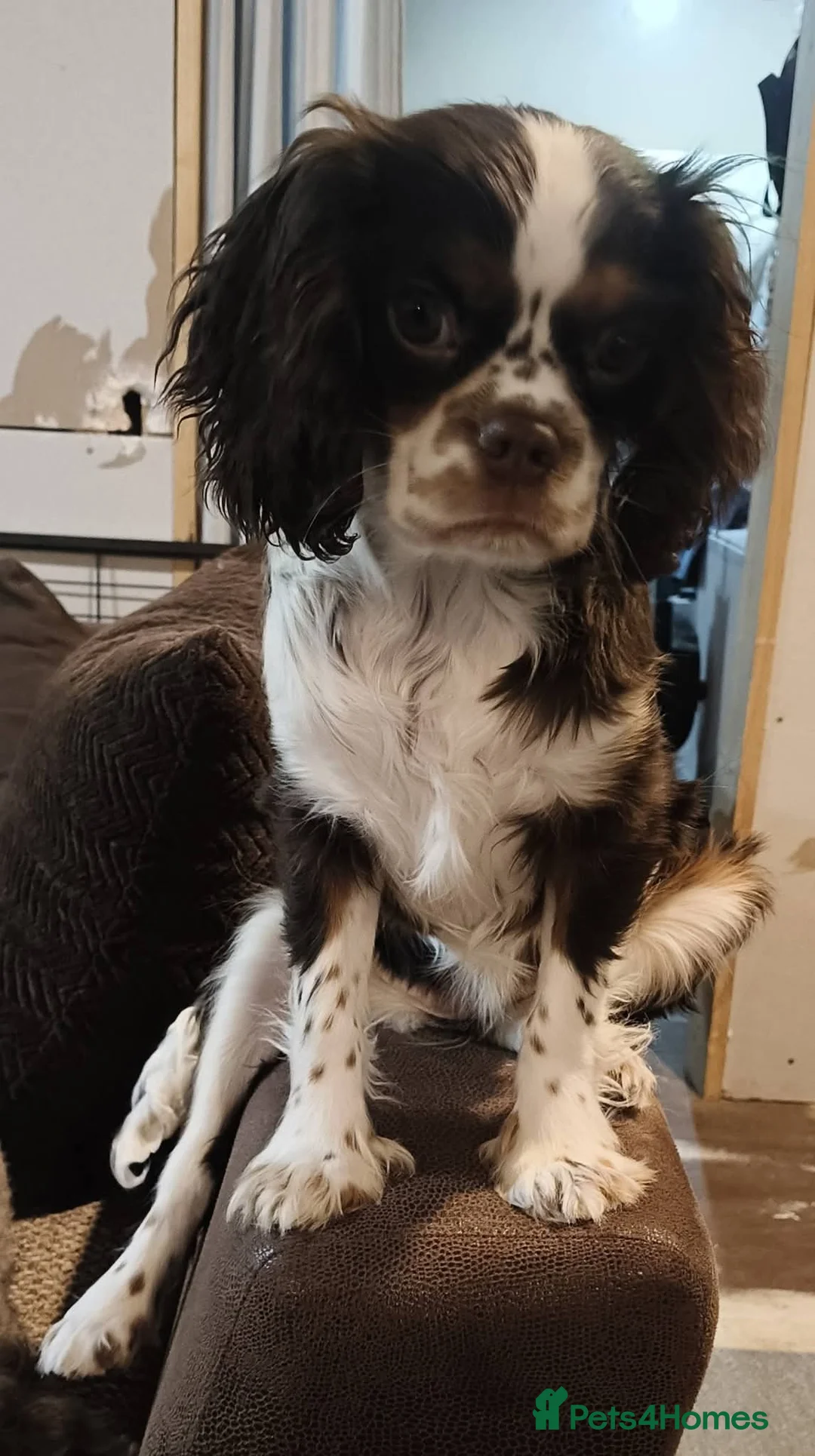 Cavalier King Charles Spaniel dogs for sale: Waiting list now open  - Advert 2