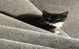 Mixed Breed cats for sale: 1 male kitten - Image 2