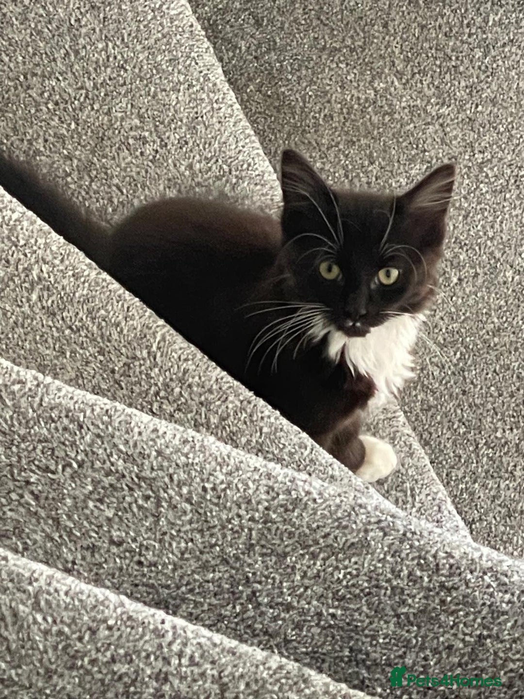 Mixed Breed cats for sale: 1 male kitten - Image 2