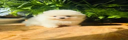 Pomeranian dogs for sale: KC white pomeranian pups ready now !  - Advert 10