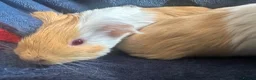 Guinea Pig rodents for sale: 2 Male Guinea pigs in Leeds - Advert 4