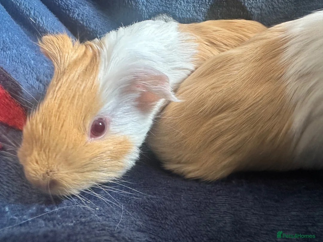 Guinea Pig rodents for sale: 2 Male Guinea pigs in Leeds - Advert 4