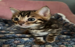 Bengal cats for sale: Stunning brown TICA reg boy bengal kitten - Image 5