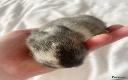 Mini Lop rabbits for sale: Mini lop babies available  - Image 10