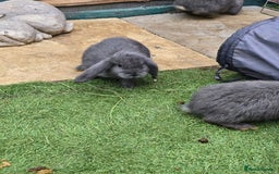 Continental Giant rabbits for sale: Giant french lops  - Image 4