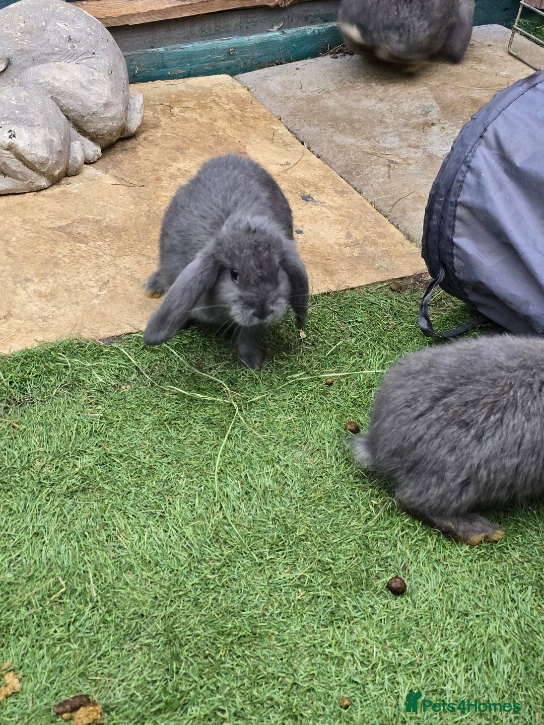 Continental Giant rabbits for sale: Giant french lops  - Image 4