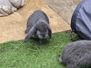 Continental Giant rabbits - Advert 18