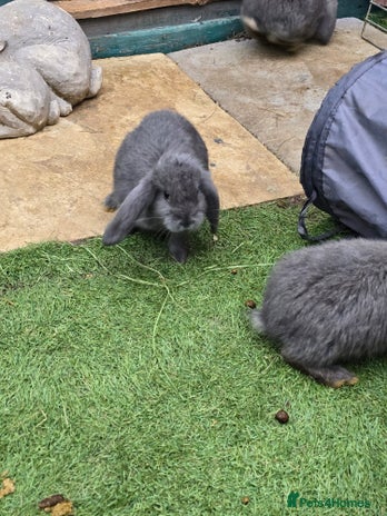 Continental Giant rabbits - Advert 1