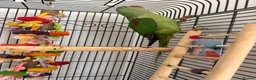 Parrots birds for sale: Alexandrine Parrot  in Birmingham - Advert 5