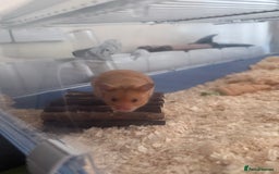 Hamster rodents for sale: 9weeks Syrian hamster and set up - Image 1