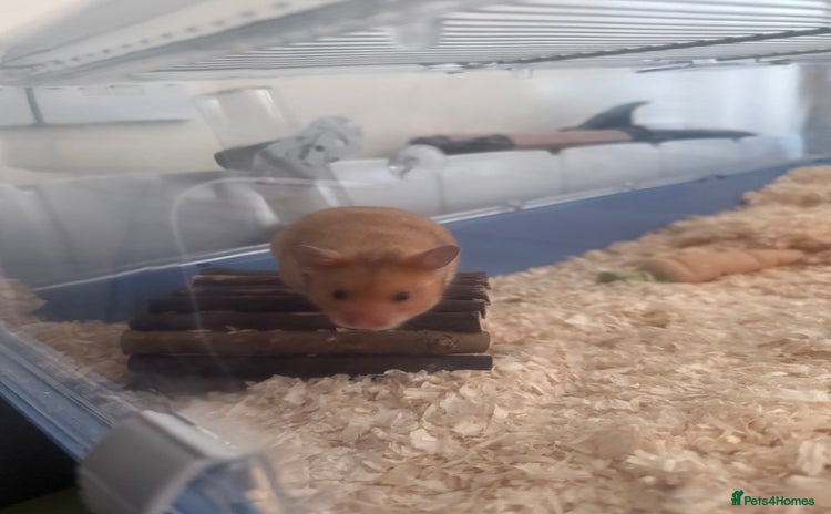 Hamster rodents - Advert 1