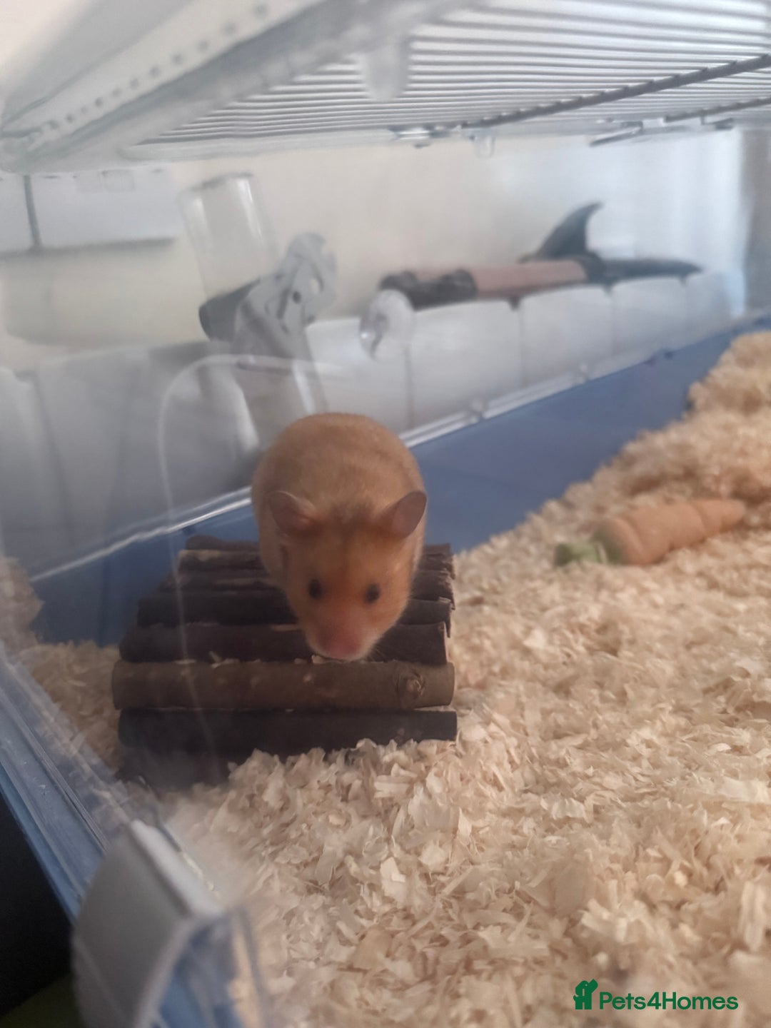 Hamster rodents for sale: 9weeks Syrian hamster and set up - Image 1