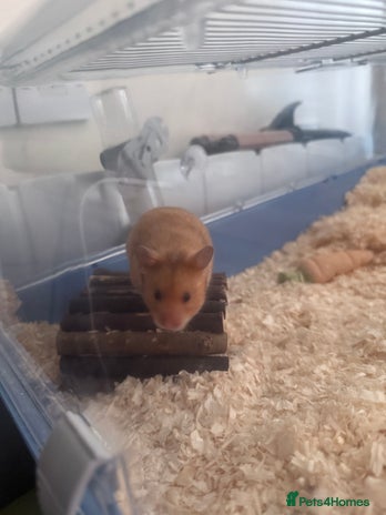 Hamster rodents - Advert 2