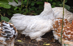 Chickens poultry for sale: Purebred Porcelain, Lavender, Buff Pekin Pullets  - Image 4