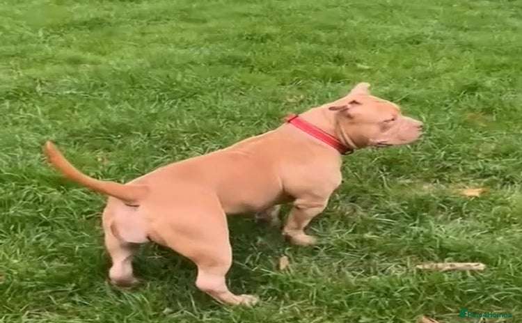 American Bully dogs - Advert 5