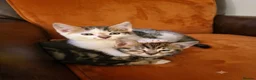 Mixed Breed cats for sale:  Ready to go to their forever homes - Advert 20