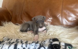 Mixed Breed dogs for sale: Adorable whippet x Italian greyhound pups !!! - Image 3