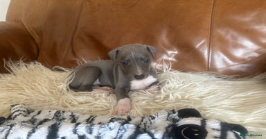 Mixed Breed dogs - Advert 1