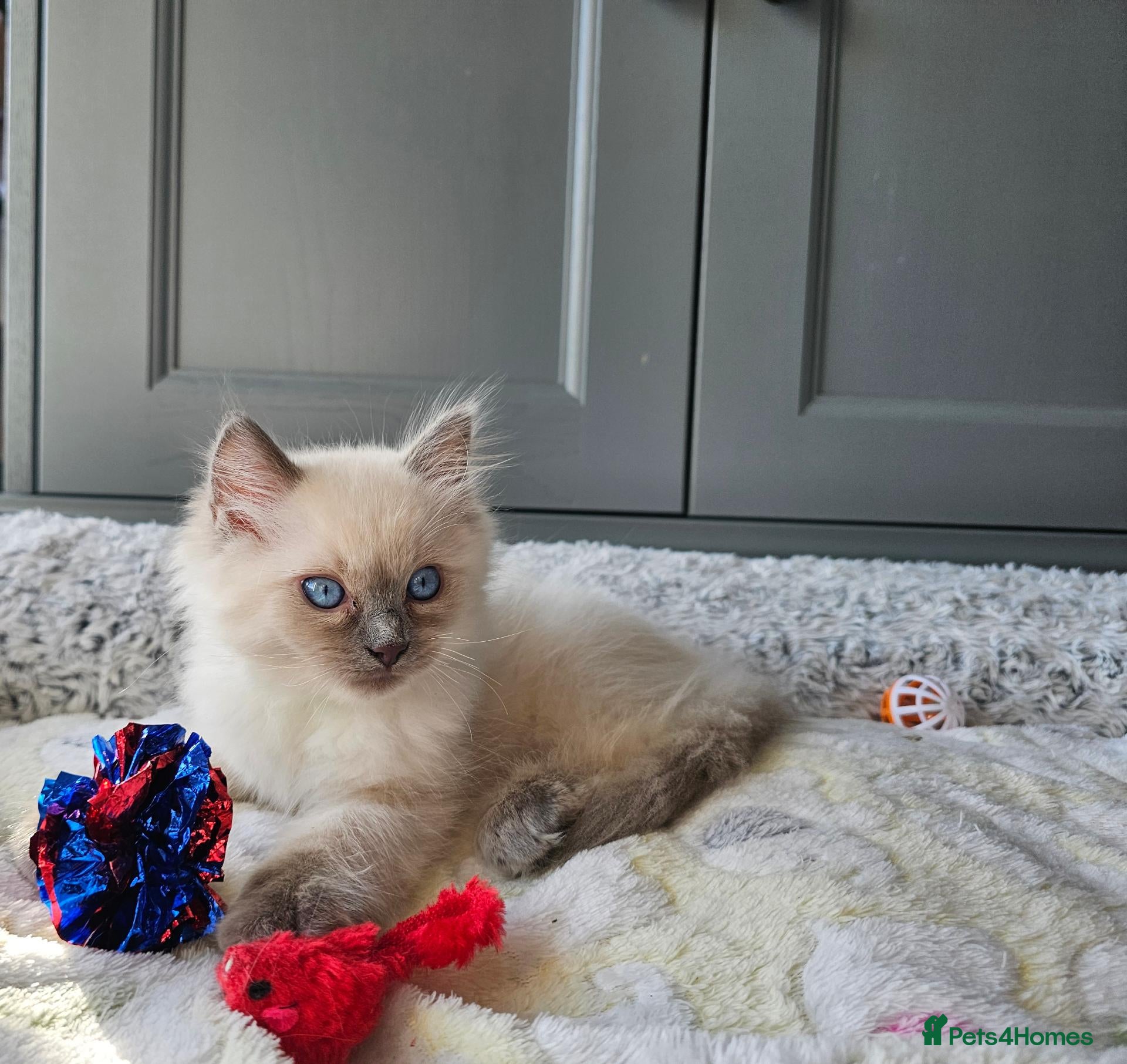 Ragdoll cats Adorable Kittens Looking for Their Forever Homes🐾 - Advert 2