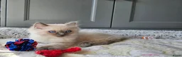 Ragdoll cats for sale: Adorable Kittens Looking for Their Forever Homes🐾 in Macclesfield - Advert 2