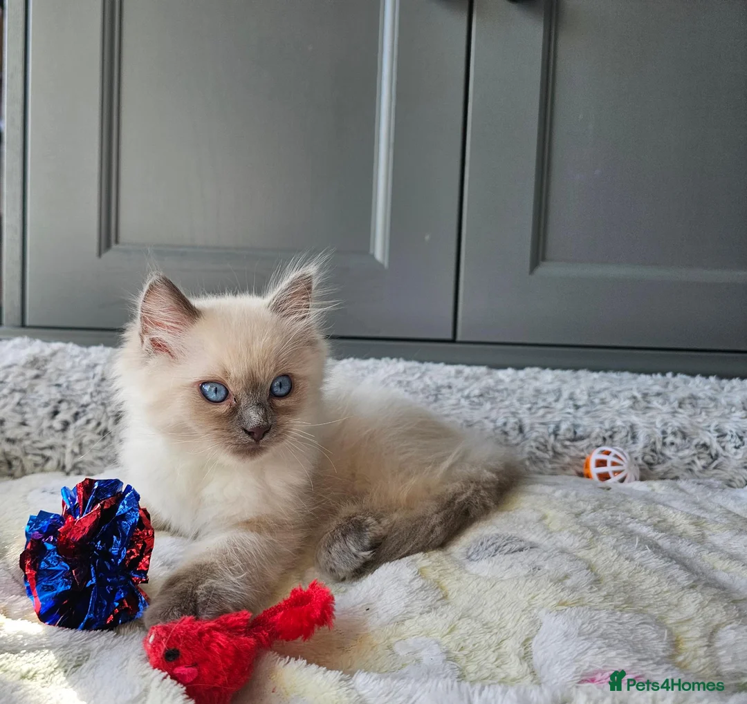 Ragdoll cats for sale: Adorable Kittens Looking for Their Forever Homes🐾 in Macclesfield - Advert 2