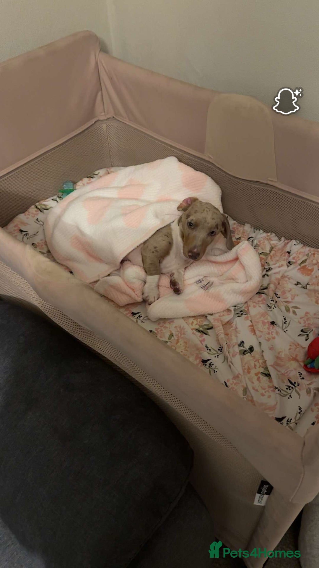 Dachshund dogs for sale: Minature male dachshund - Image 2
