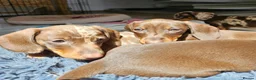 Miniature Dachshund dogs for sale: Adorable Miniature Dachshund Puppy - Chocolate  in London - Advert 3
