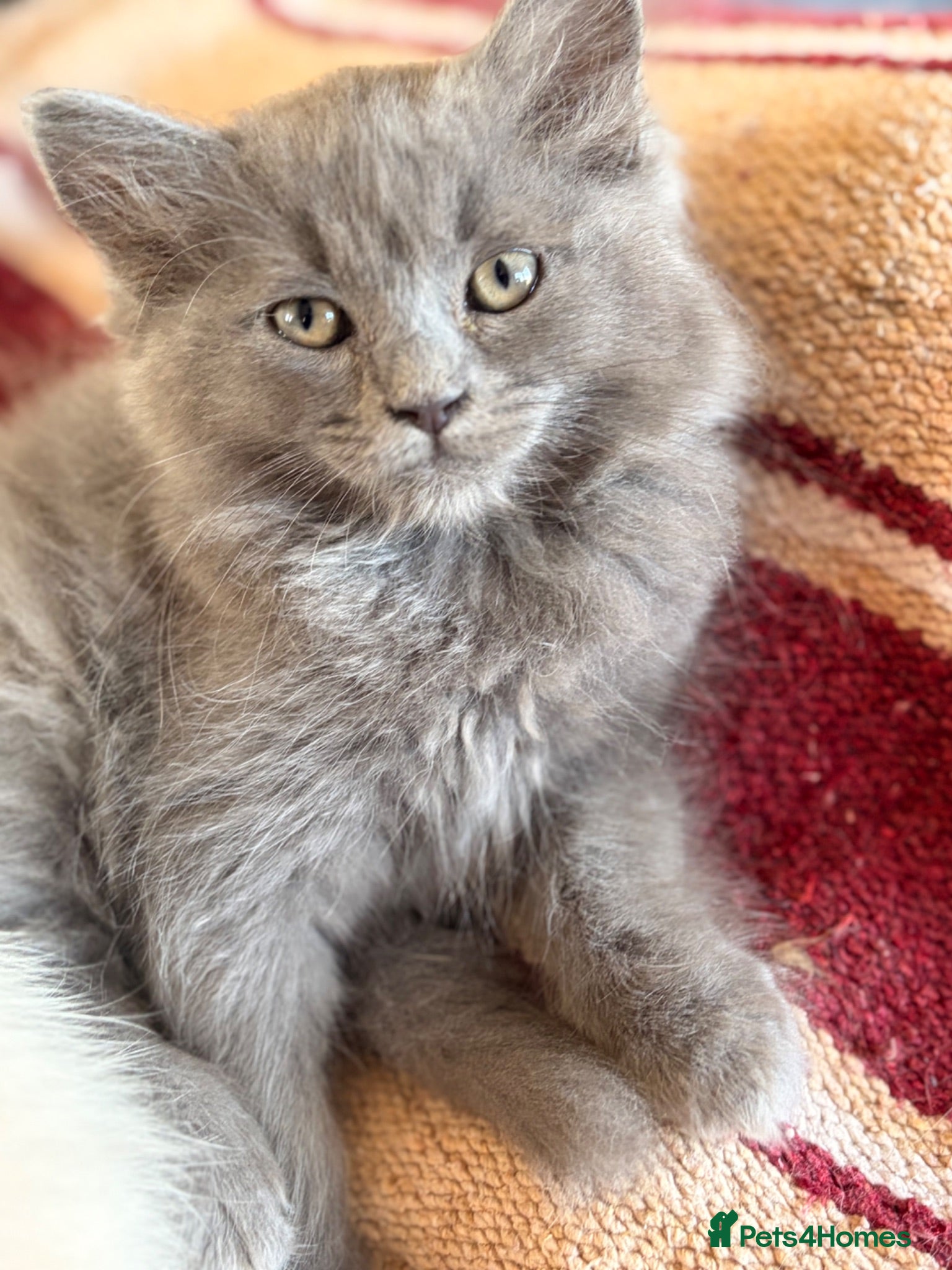British Longhair cats Gorgeous British Long Hair X Ragdoll kittens  - Advert 1