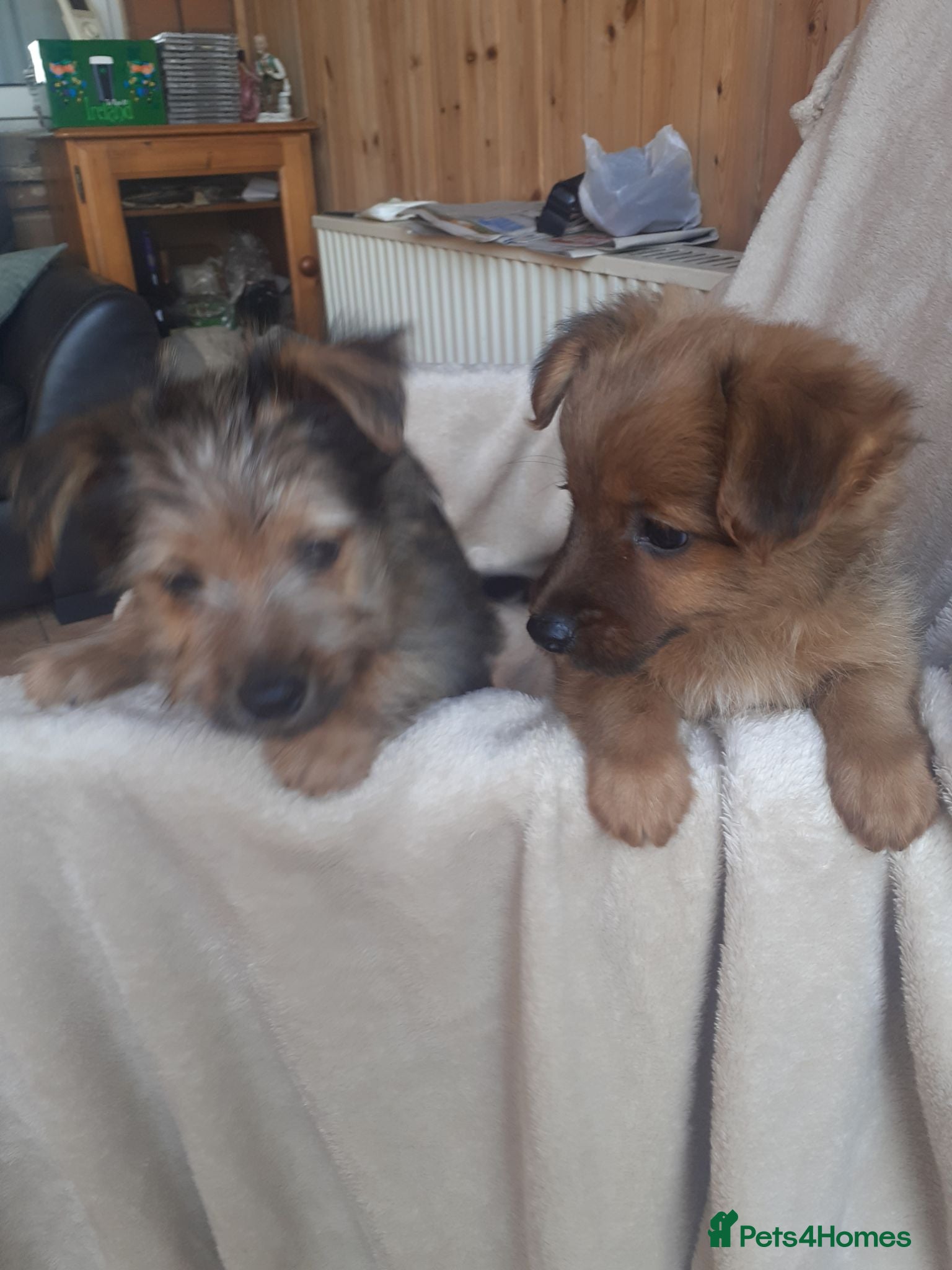 Yorkshire Terrier dogs Yorkie terrier x - Advert 3