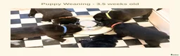 Mixed Breed dogs for sale: EXCLUSIVE LITTER: F1 Old English Bordeaux Puppies! - Advert 8