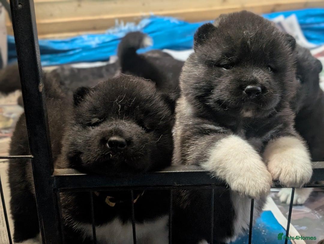 Akita dogs for sale: European Champions Bloodline American Akita's  - Advert 14