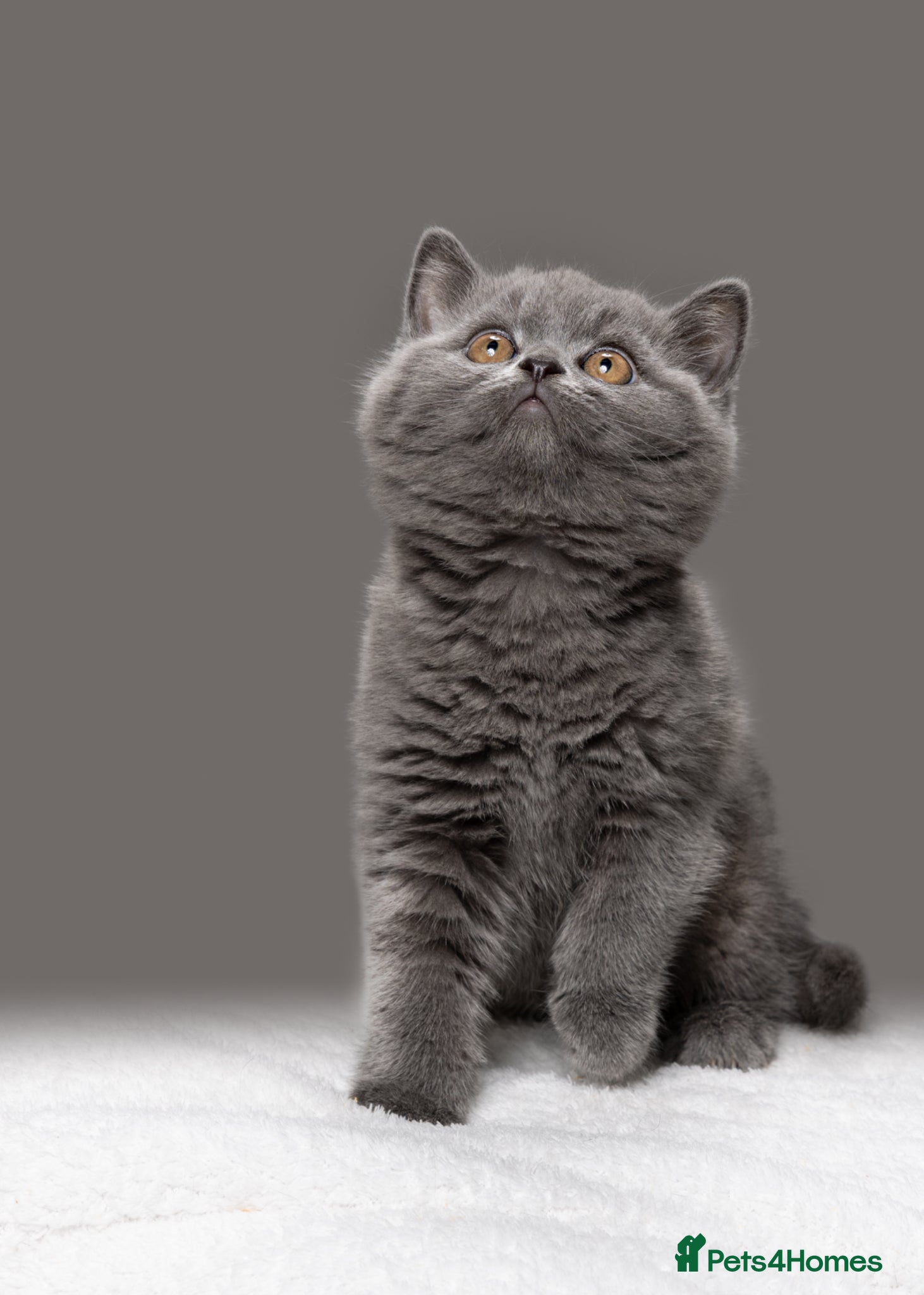 British Shorthair cats PEDIGREE REGISTERED CHUNKY BRITISH SHORTHAIRS - Advert 2