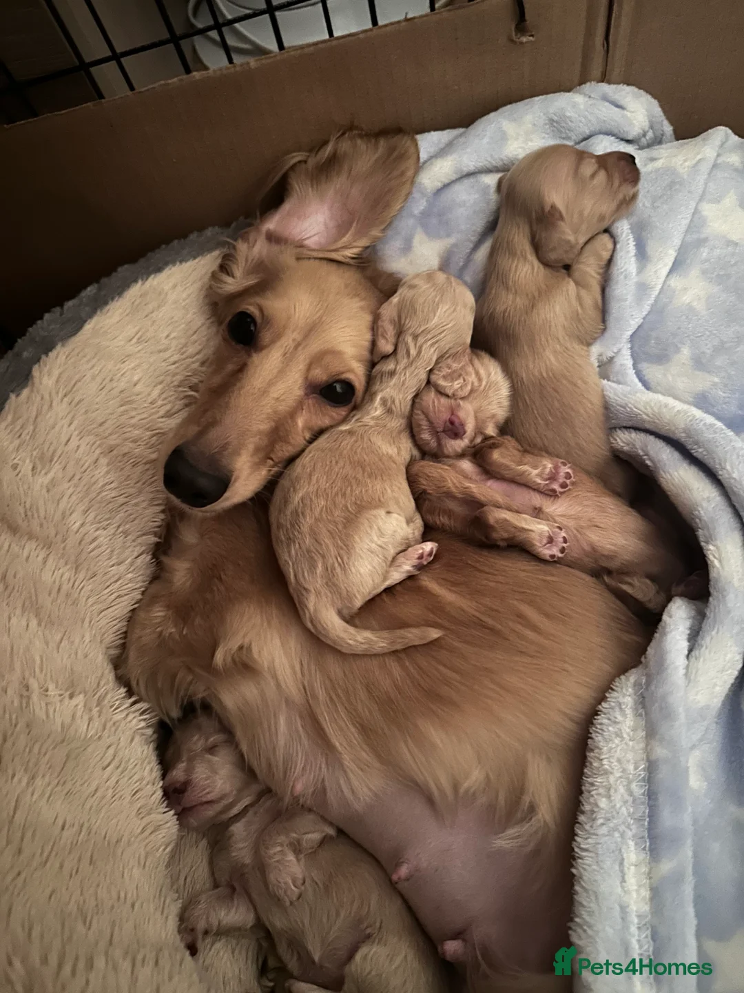 Miniature Dachshund dogs for sale: Miniature long haired dachshunds  in Guildford - Advert 2