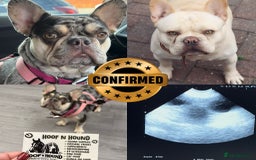 French Bulldog dogs for stud:  French Bulldog Stud 💥 Proven ✅  in Cannock - Image 13
