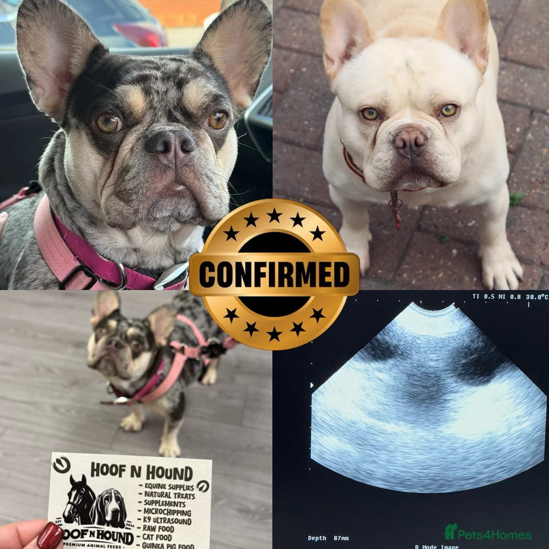 French Bulldog dogs for stud:  French Bulldog Stud 💥 Proven ✅  in Cannock - Advert 13