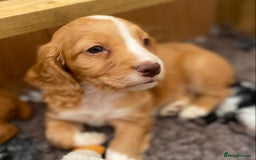 Cocker Spaniel dogs for sale: Beautiful KC Registered Working Cocker Spaniel Boy - Image 5