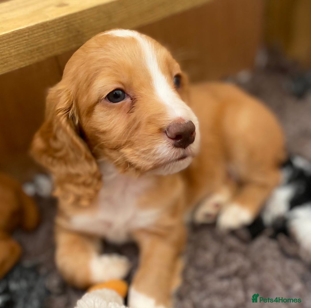 Cocker Spaniel dogs for sale: Beautiful KC Registered Working Cocker Spaniel Boy - Image 5