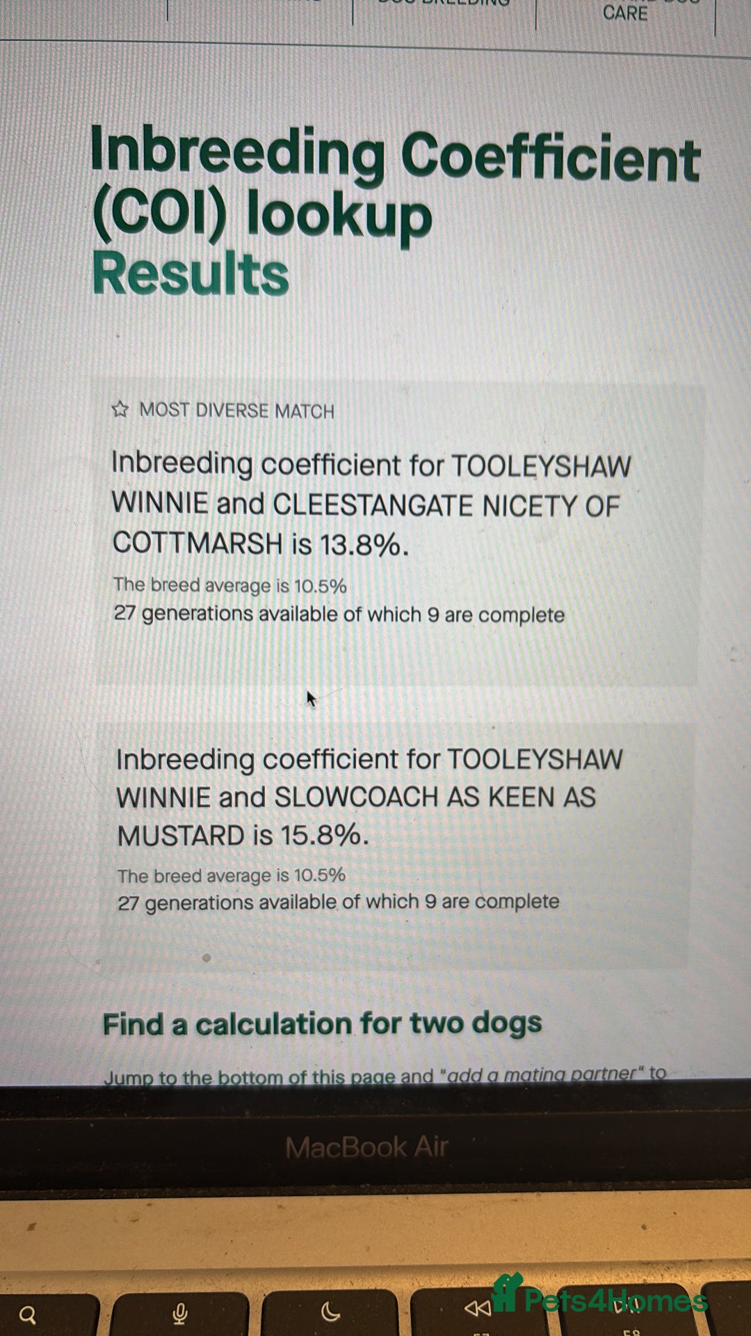 Cocker Spaniel dogs for sale: Champion bred KC health tested cockers  - Image 25