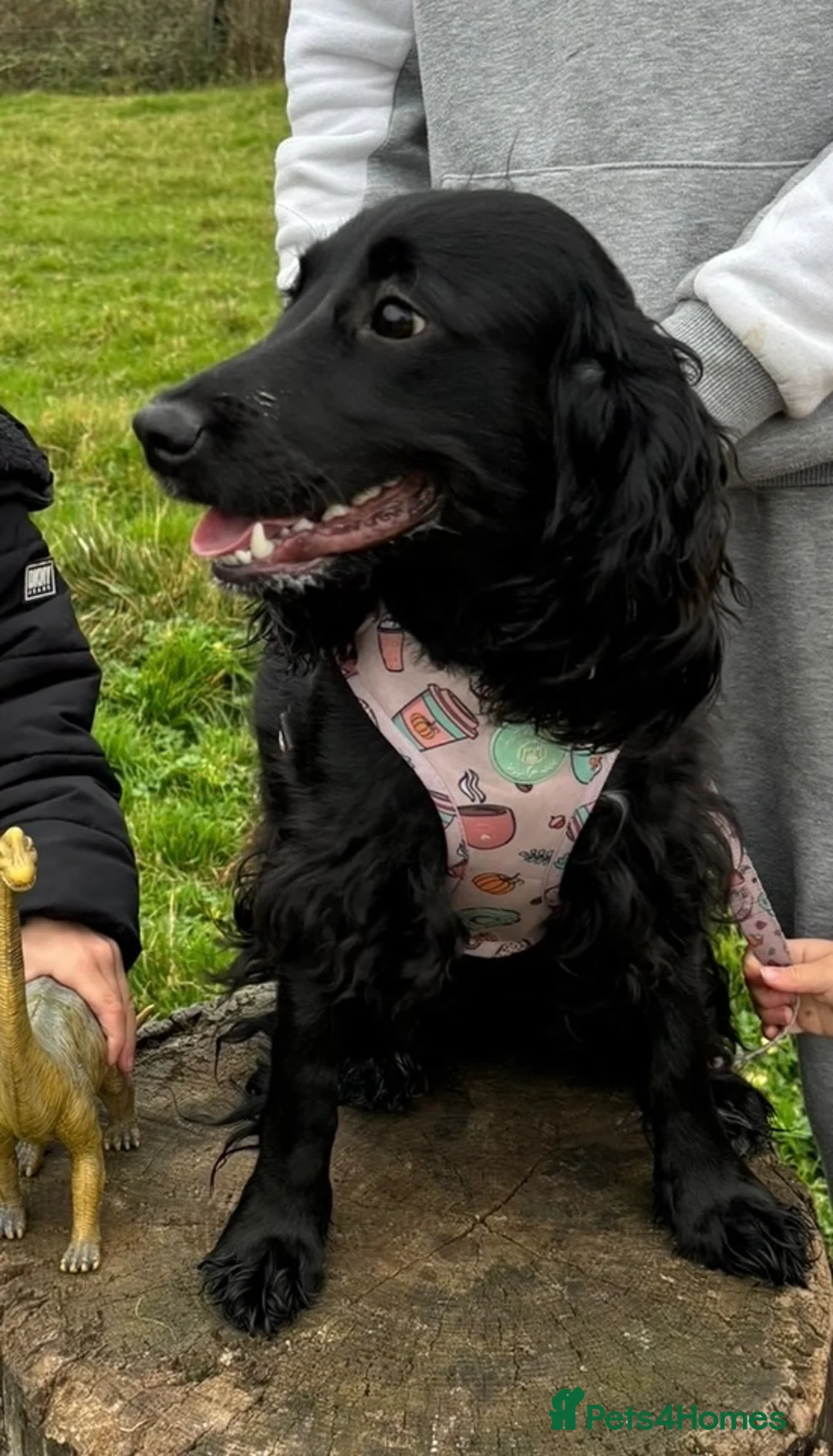 Cocker Spaniel dogs for sale: 🐾 Cocker Spaniel Puppies – Now Here! 🐾 😍 - Advert 2