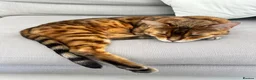Bengal cats for sale: Paddy the Bengal  - Advert 4