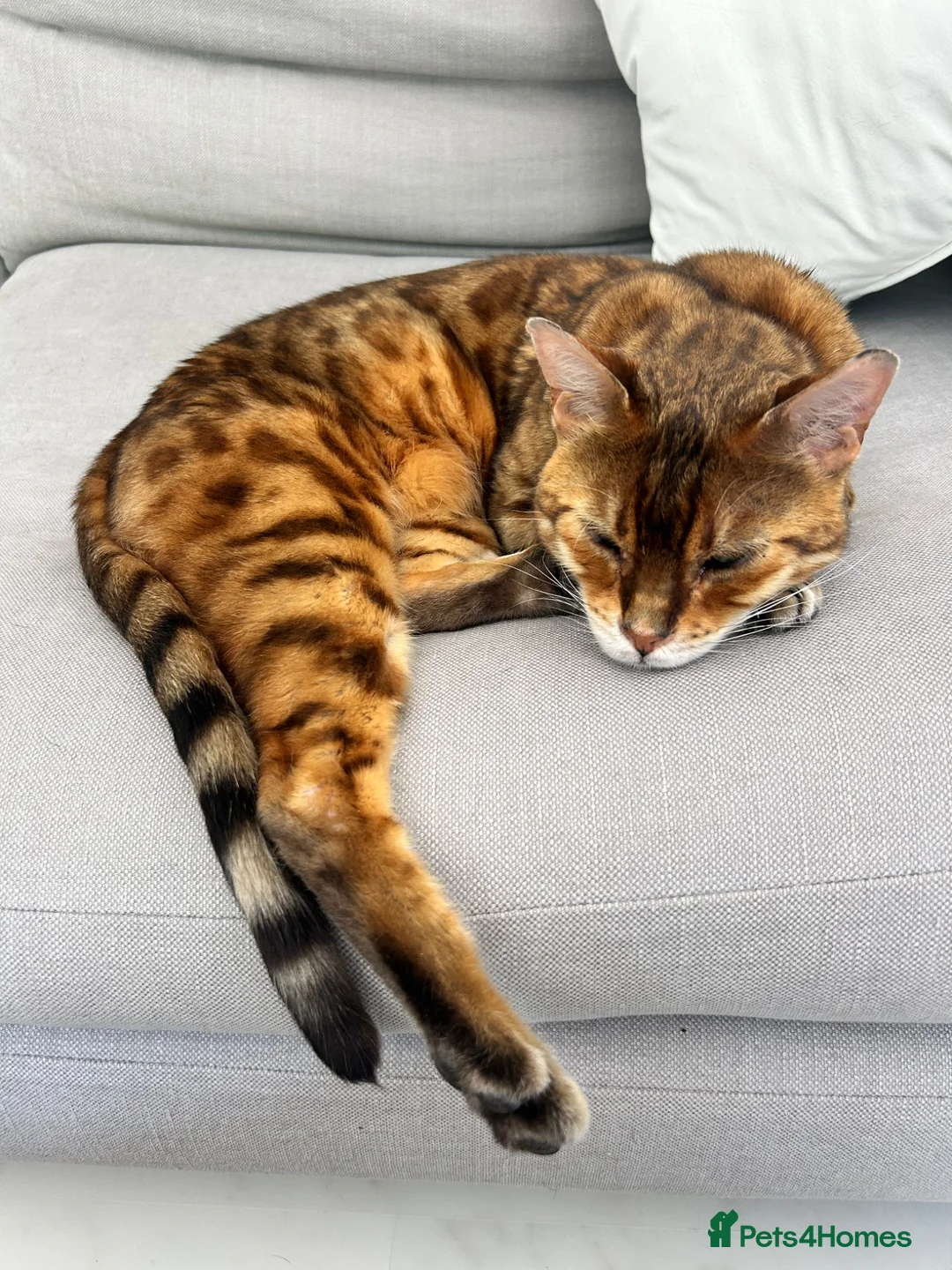 Bengal cats for sale: Paddy the Bengal  - Advert 4