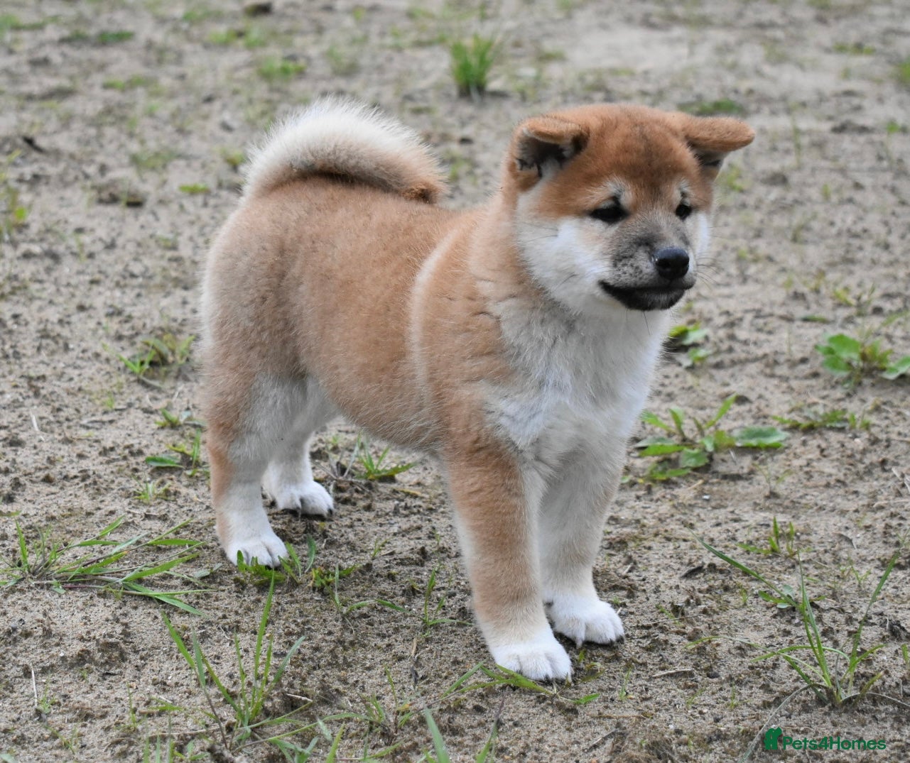 Japanese Shiba Inu dogs Exceptional Japanese Shiba Inu Puppies - Advert 2