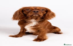 Cavalier King Charles Spaniel dogs for stud: KC REG EXTENSIVELY HEALTH TESTED CHOC RUBY STUD  in Hoddesdon - Image 15