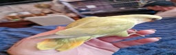 Lovebirds birds for sale: *SOLD* Hand Reared Peach Faced Lovebird Babies - Advert 6