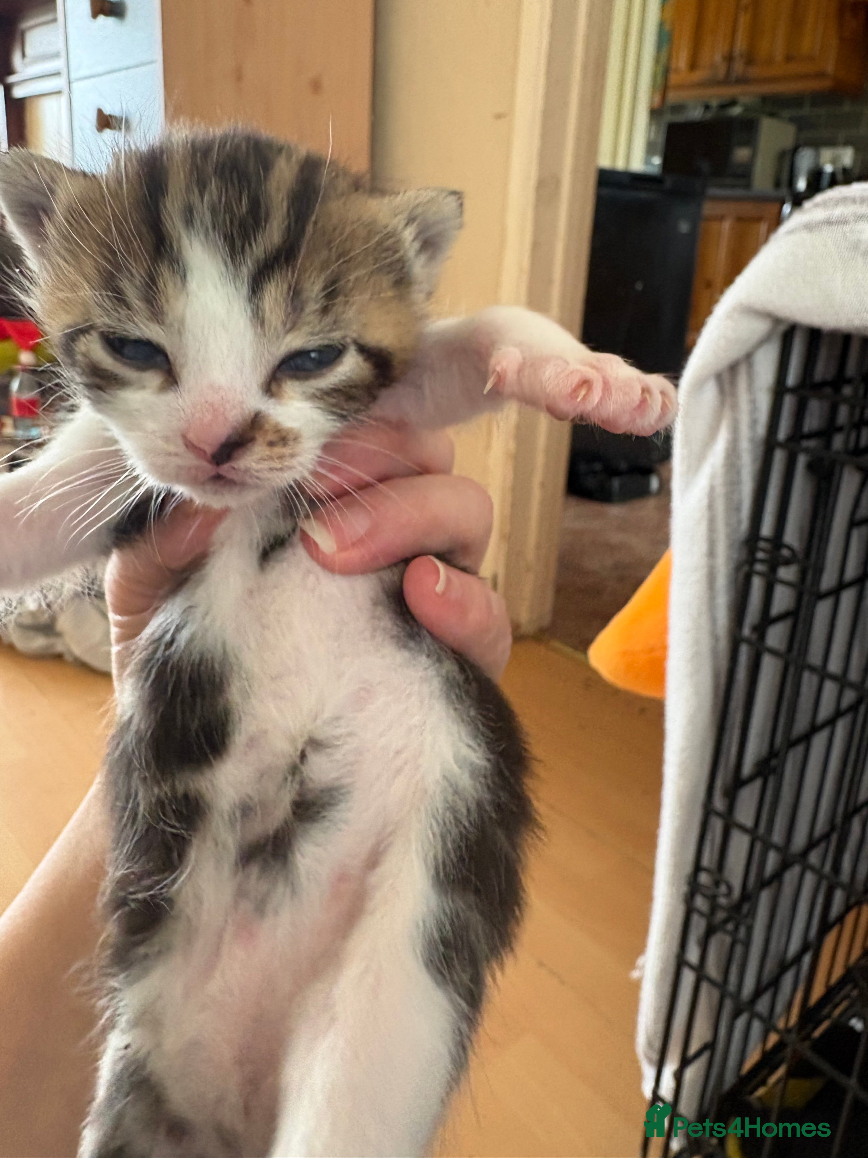 Mixed Breed cats Kittens for sale  - Advert 1