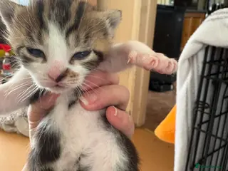 Mixed Breed cats Kittens for sale - Advert 1