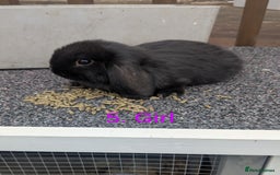 Mini Lop rabbits for sale: Mini lop babies  - Image 5