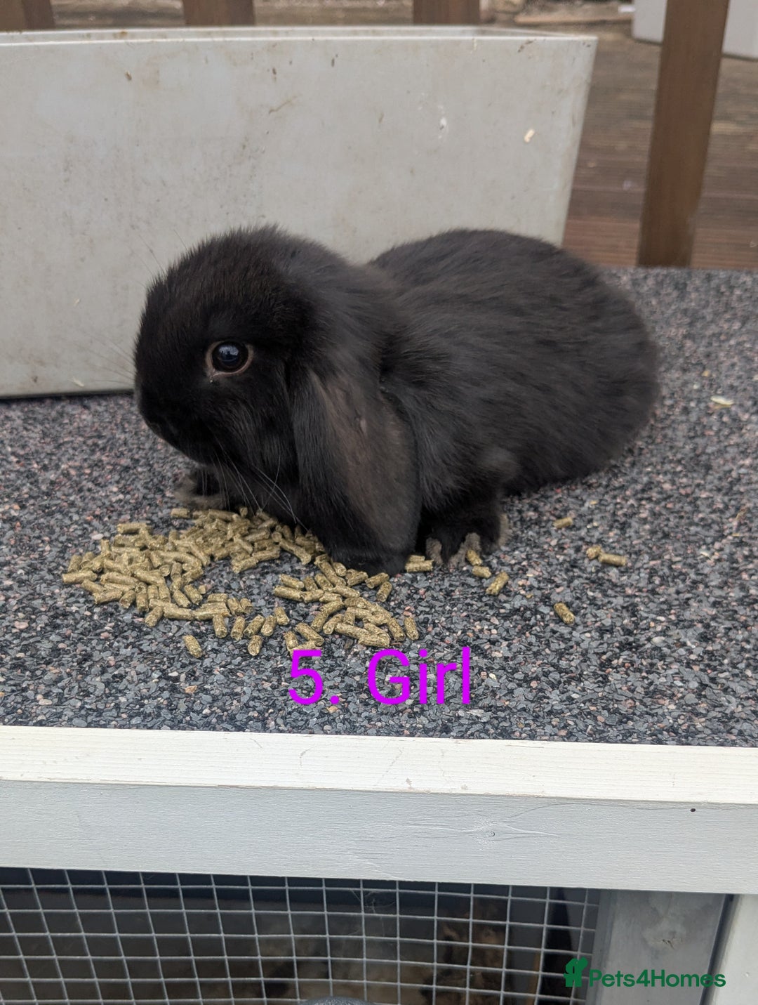 Mini Lop rabbits for sale: Mini lop babies  - Image 5